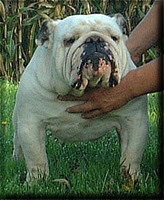 English bulldog : Groz-Kriger Old Boy